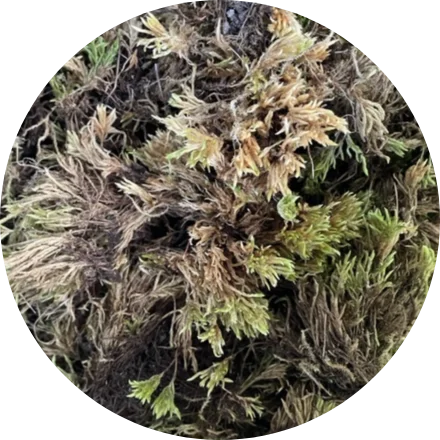 TuoreSammal circular low res 440px